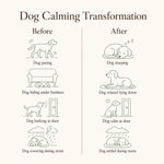 Dog Calming Diffuser Starter Kit, 60 Days | SoothePaws - thumbnail 9